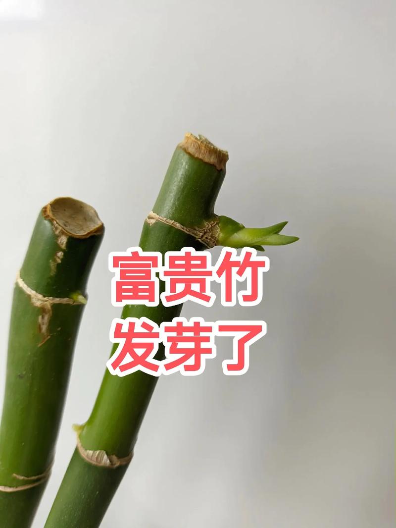 富贵竹冻伤了怎么办，富贵竹受冻了怎么办？-第2张图片-优品飞百科