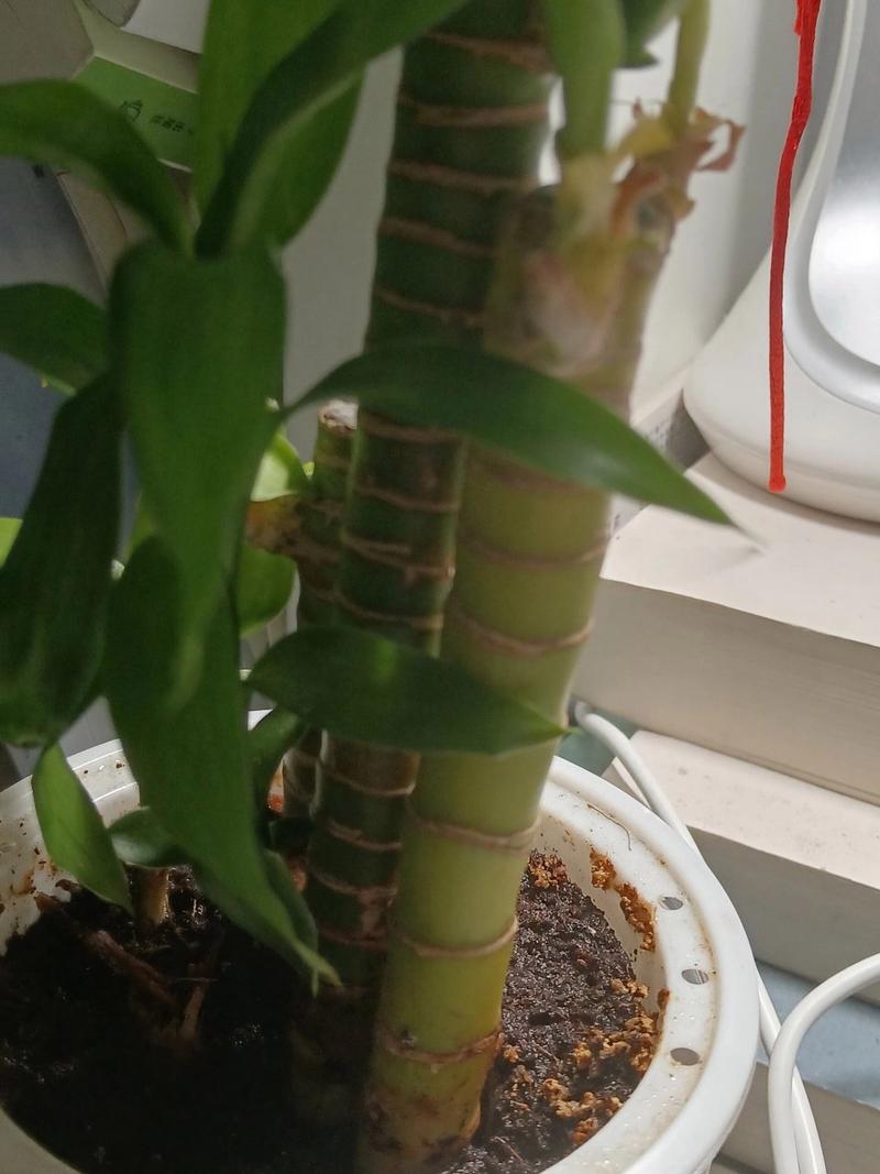 富贵竹冻伤了怎么办，富贵竹受冻了怎么办？-第4张图片-优品飞百科