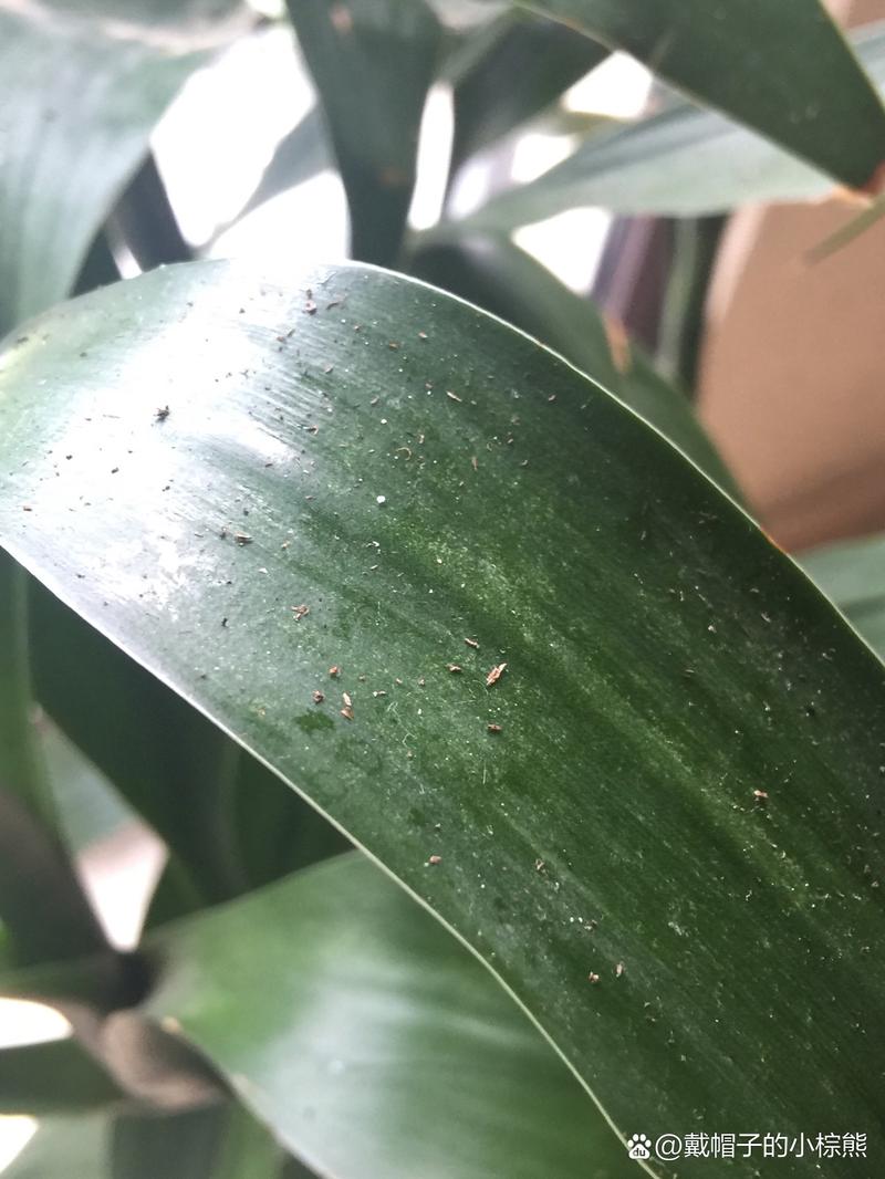 富贵竹冻伤了怎么办，富贵竹受冻了怎么办？-第5张图片-优品飞百科