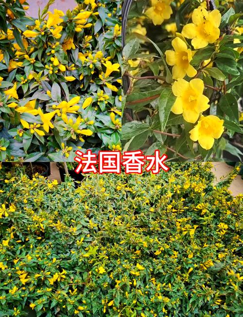 法国香水茉莉要打顶吗，法国香水茉莉养护-第2张图片-优品飞百科