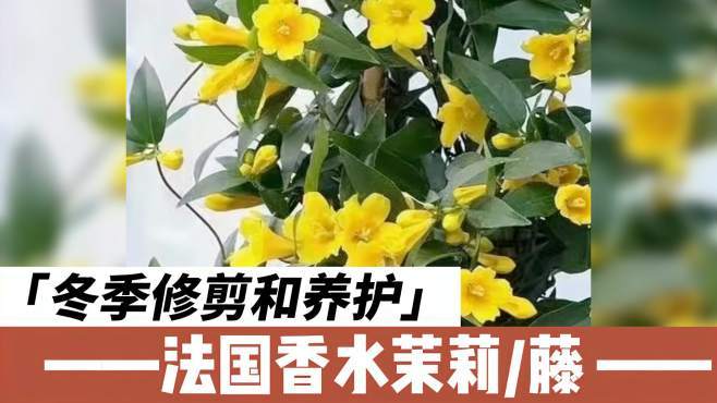 法国香水茉莉要打顶吗，法国香水茉莉养护-第3张图片-优品飞百科