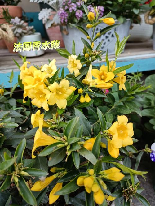 法国香水茉莉要打顶吗，法国香水茉莉养护-第4张图片-优品飞百科