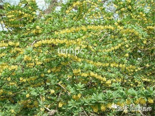 紫叶小檗怎么养，紫叶小檗怎么养护-第7张图片-优品飞百科