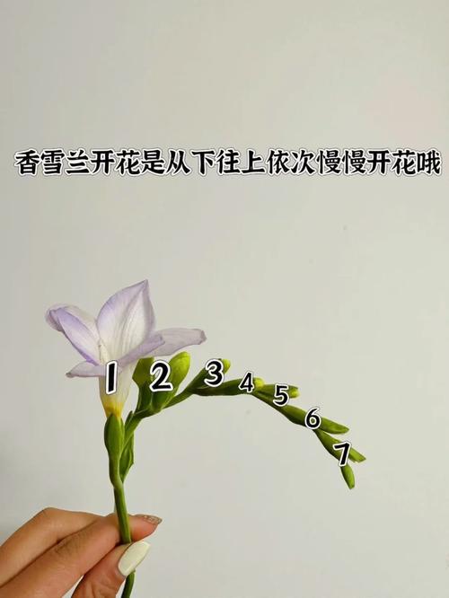 香雪兰如何修剪，香雪兰修剪视频,简单一处理,一年一年接着开-第3张图片-优品飞百科