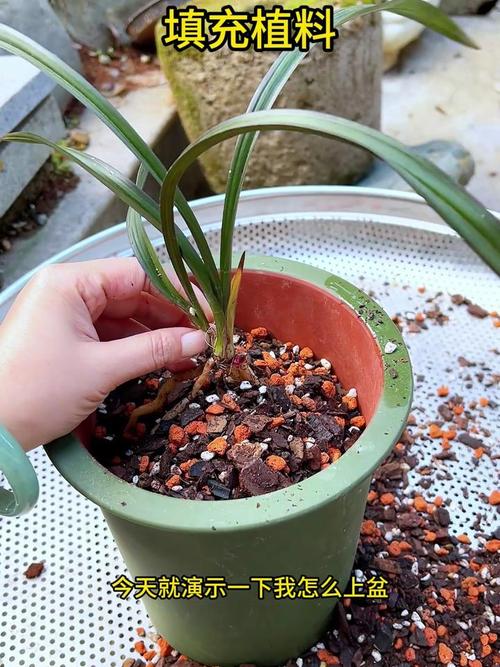 秋季兰花换盆后多久可以服盆？兰花秋季换盆生根快吗？-第2张图片-优品飞百科