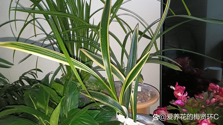 秋季兰花换盆后多久可以服盆？兰花秋季换盆生根快吗？-第3张图片-优品飞百科