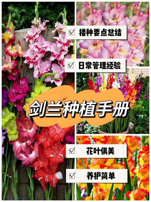 秋季兰花换盆后多久可以服盆？兰花秋季换盆生根快吗？-第7张图片-优品飞百科