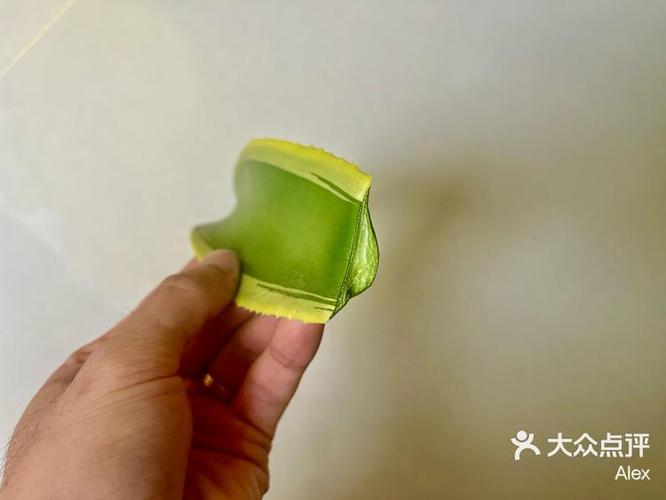 龙舌兰怎么养殖？龙舌兰怎么养才能更旺盛？