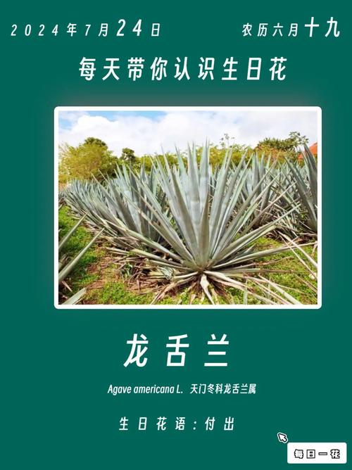 龙舌兰怎么养殖？龙舌兰怎么养才能更旺盛？-第3张图片-优品飞百科