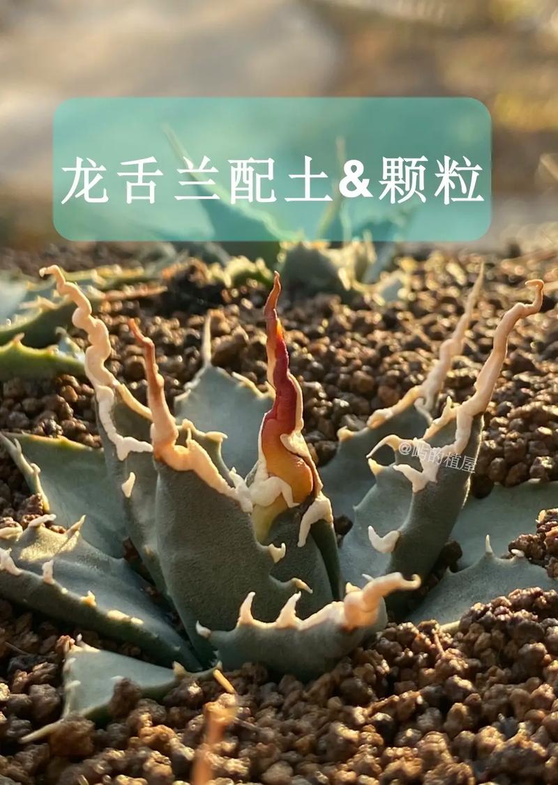 龙舌兰怎么养殖？龙舌兰怎么养才能更旺盛？-第5张图片-优品飞百科