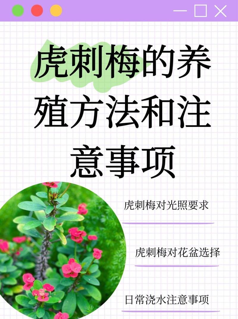 虎刺梅施肥方法，虎刺梅用什么肥料好-第2张图片-优品飞百科