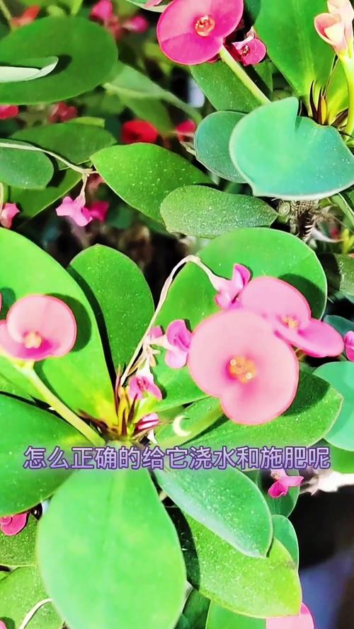 虎刺梅施肥方法，虎刺梅用什么肥料好-第3张图片-优品飞百科