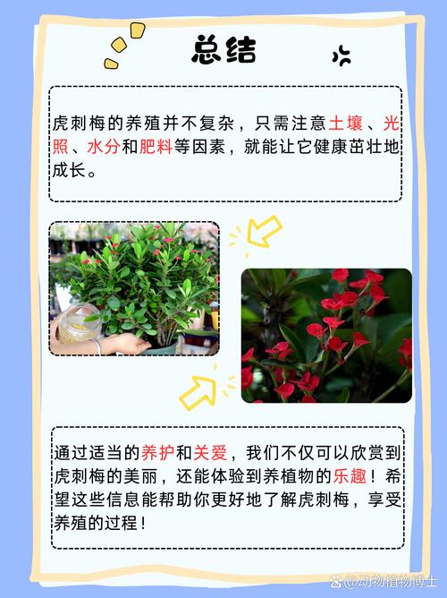 虎刺梅施肥方法，虎刺梅用什么肥料好-第4张图片-优品飞百科