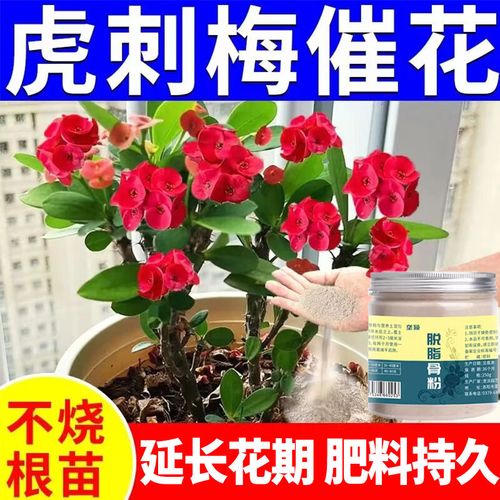 虎刺梅施肥方法，虎刺梅用什么肥料好-第5张图片-优品飞百科