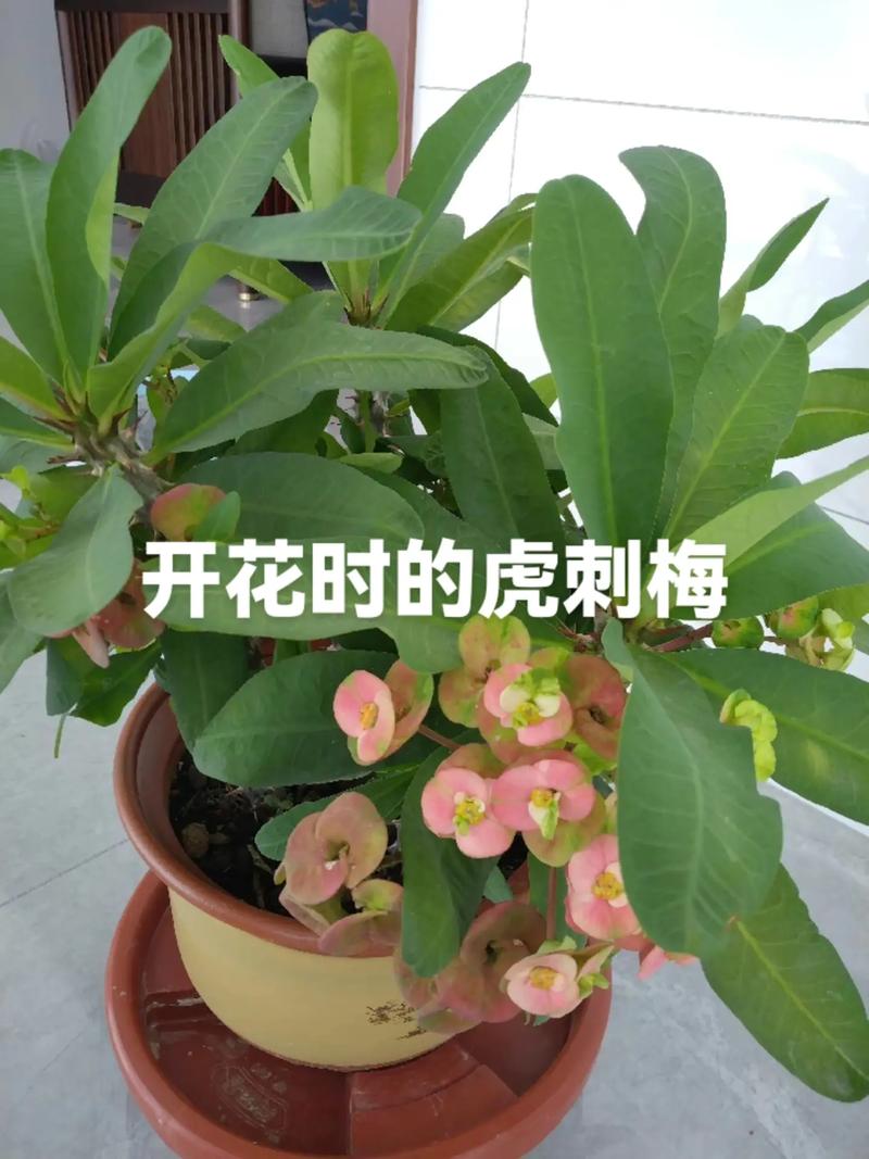 虎刺梅施肥方法，虎刺梅用什么肥料好-第6张图片-优品飞百科