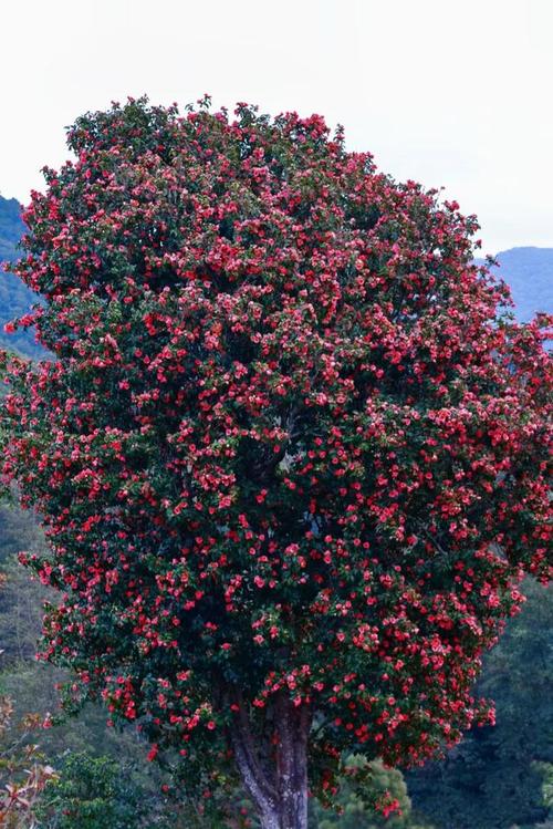 茶花什么时候可以种，茶花什么时候种合适？