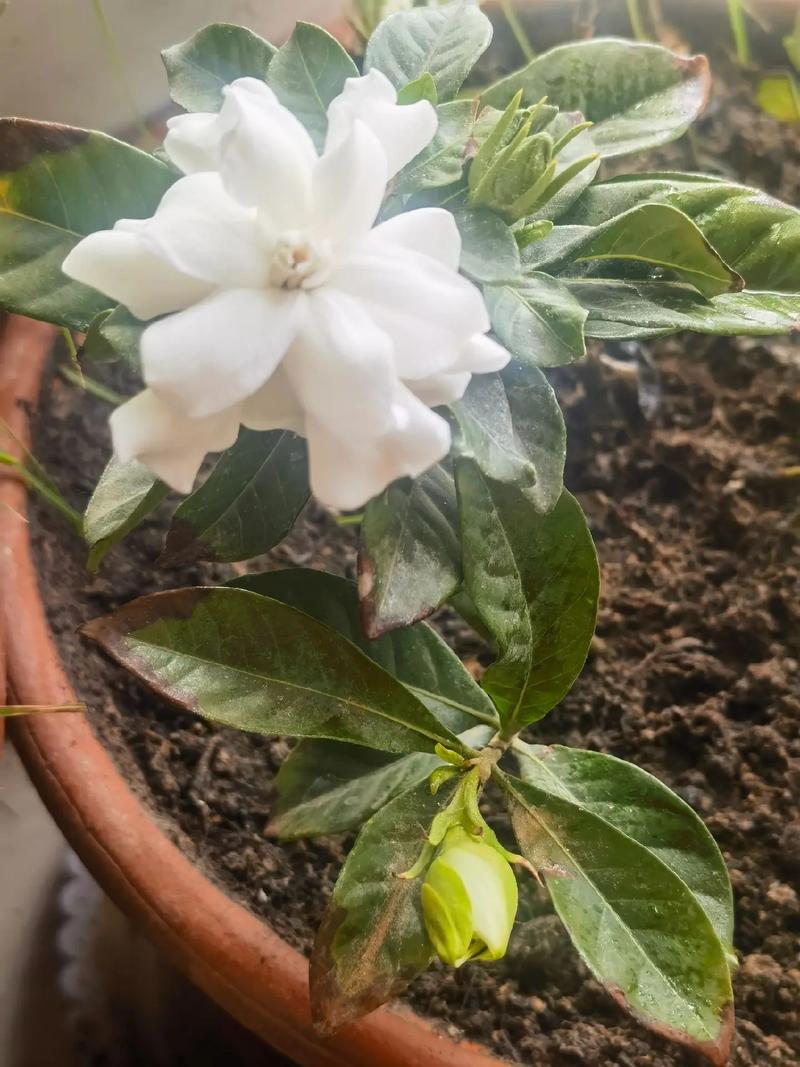 茶花什么时候可以种，茶花什么时候种合适？-第2张图片-优品飞百科