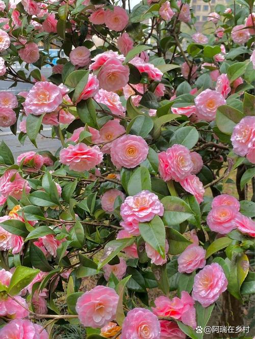 茶花什么时候可以种，茶花什么时候种合适？-第3张图片-优品飞百科