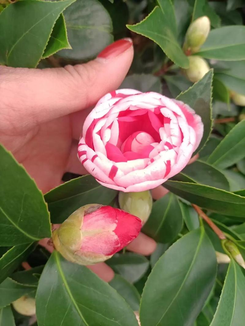 茶花什么时候可以种，茶花什么时候种合适？-第5张图片-优品飞百科
