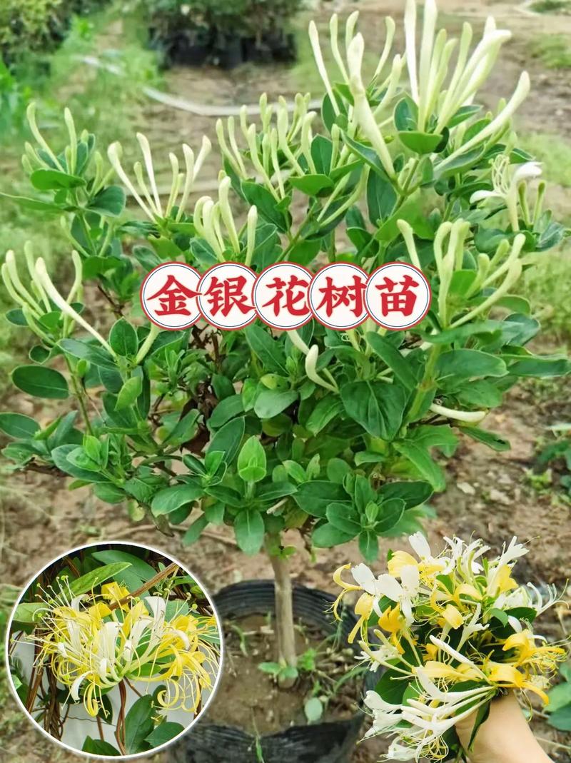 金银花怎么盆栽，金银花怎么盆栽养护?