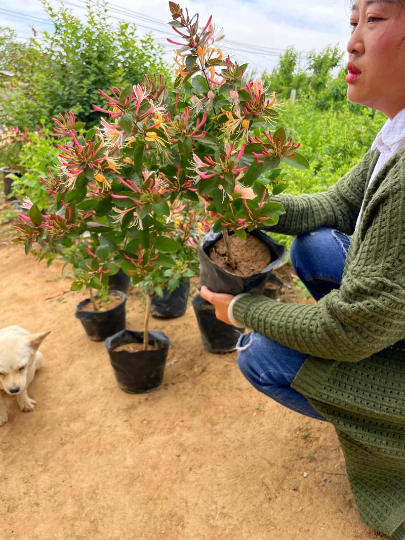 金银花怎么盆栽，金银花怎么盆栽养护?-第3张图片-优品飞百科