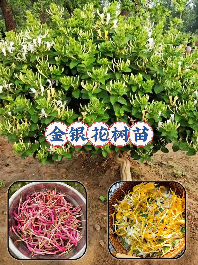 金银花怎么盆栽，金银花怎么盆栽养护?-第2张图片-优品飞百科