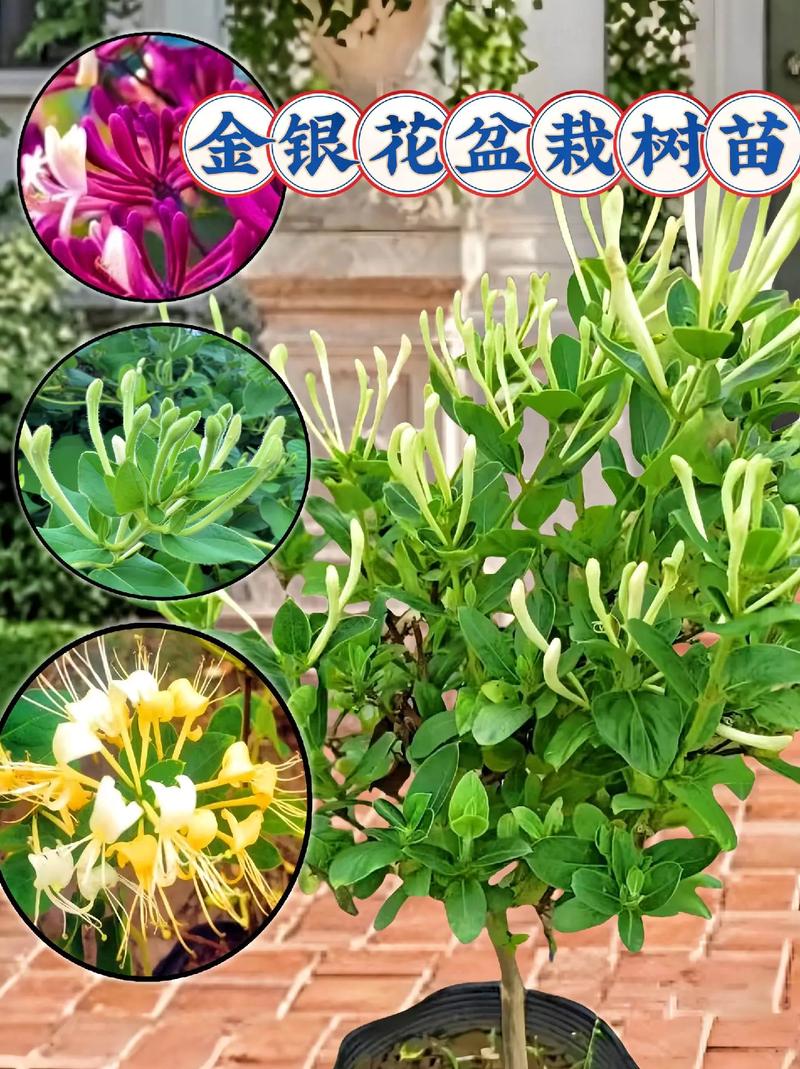 金银花怎么盆栽，金银花怎么盆栽养护?-第5张图片-优品飞百科