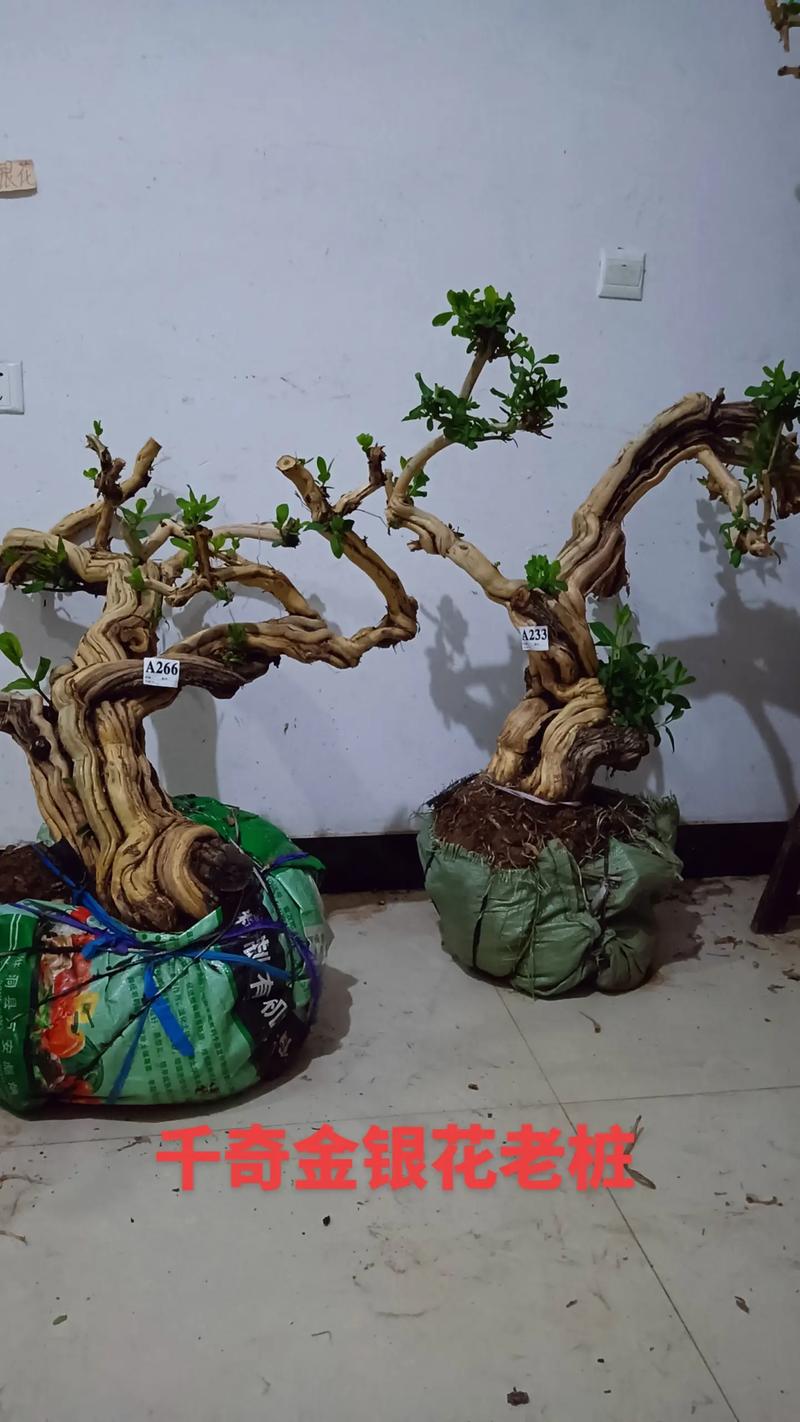 金银花怎么盆栽，金银花怎么盆栽养护?-第6张图片-优品飞百科