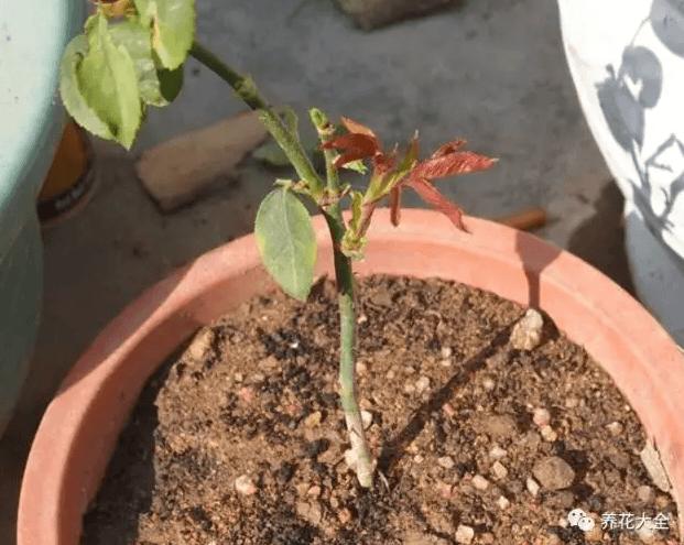 荷包花秋天怎么养，荷包花夏天怎么养？-第2张图片-优品飞百科