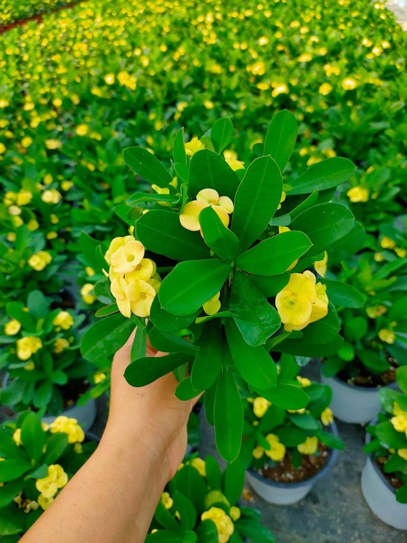荷包花秋天怎么养，荷包花夏天怎么养？-第8张图片-优品飞百科