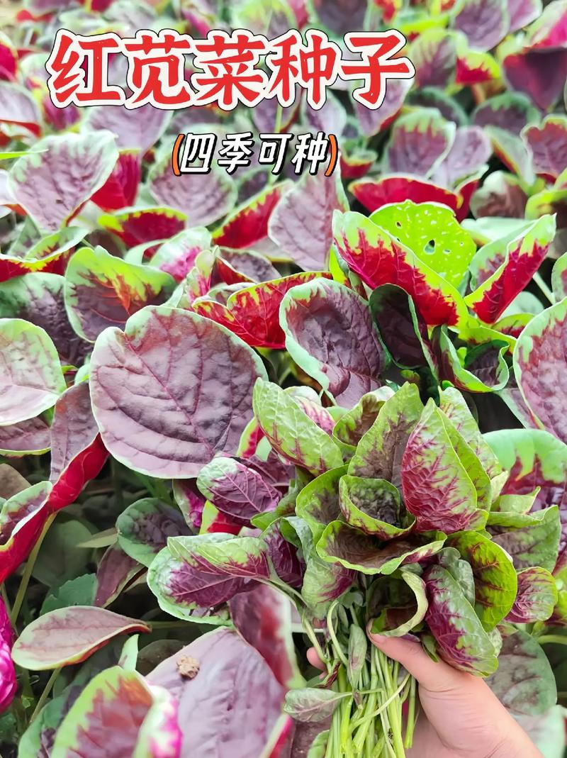 苋菜种植时间和方法？大棚苋菜种植时间和方法？-第1张图片-优品飞百科