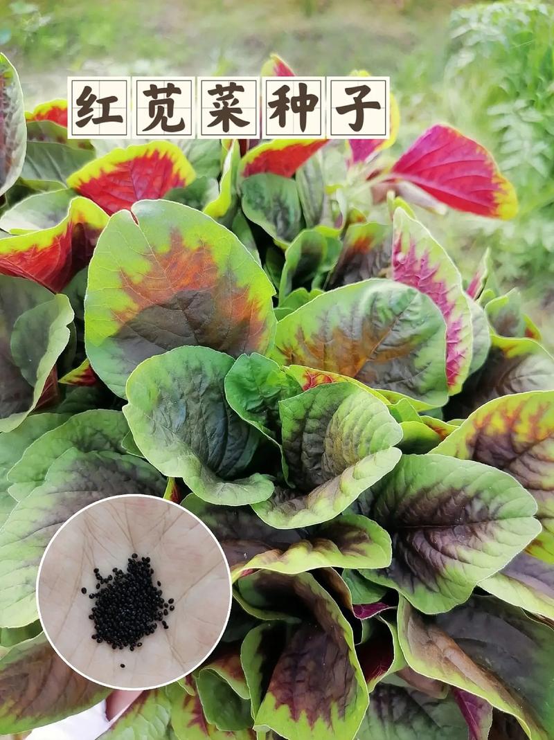 苋菜种植时间和方法？大棚苋菜种植时间和方法？-第2张图片-优品飞百科