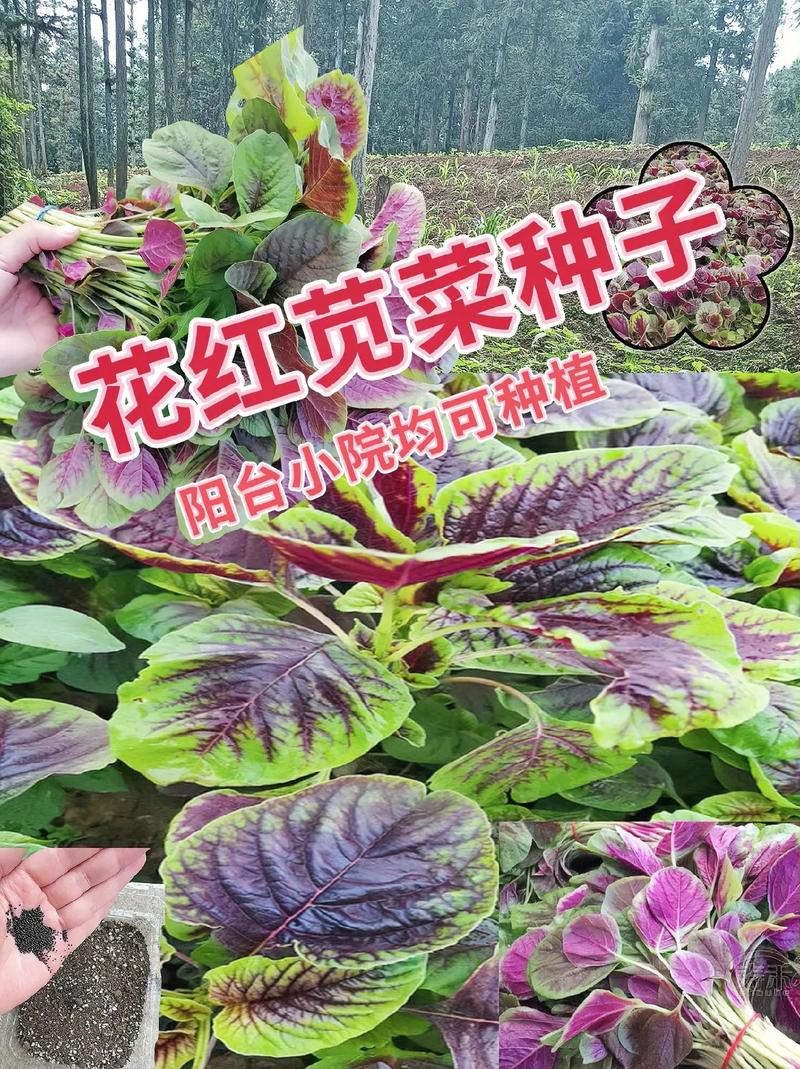 苋菜种植时间和方法？大棚苋菜种植时间和方法？-第4张图片-优品飞百科