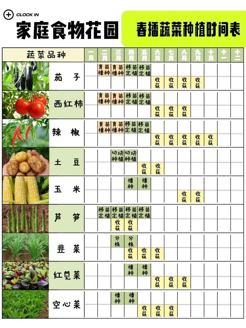 苋菜种植时间和方法？大棚苋菜种植时间和方法？-第5张图片-优品飞百科