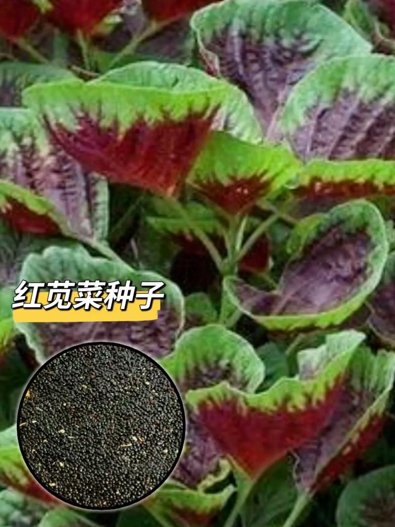 苋菜种植时间和方法？大棚苋菜种植时间和方法？-第6张图片-优品飞百科