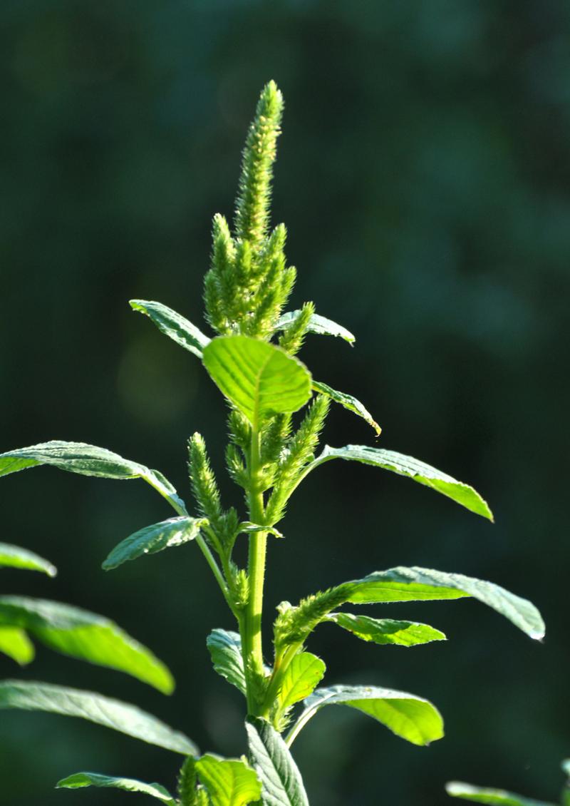 苋菜种植时间和方法？大棚苋菜种植时间和方法？-第7张图片-优品飞百科