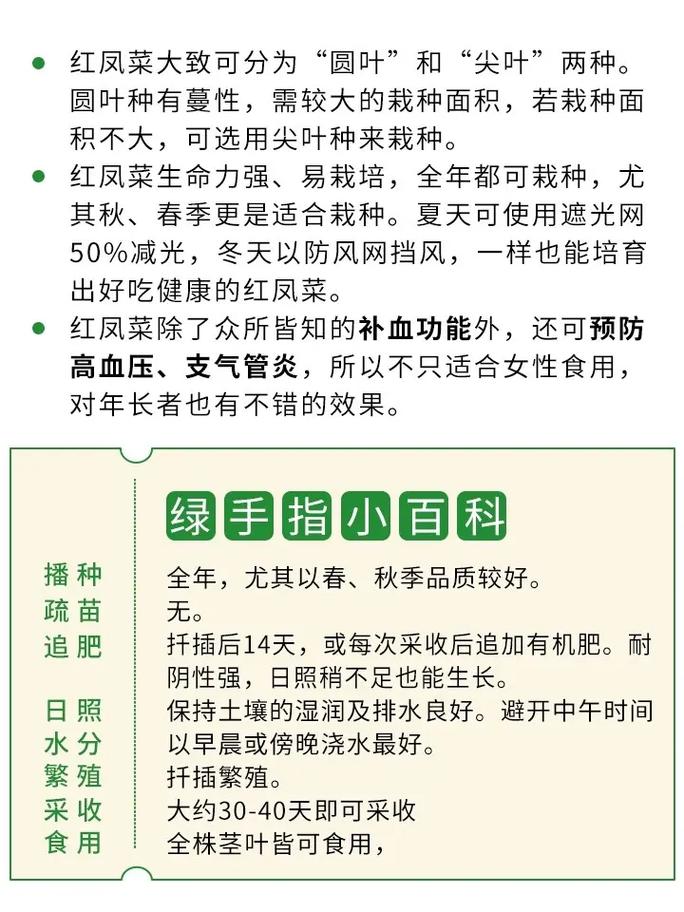 苋菜种植时间和方法？大棚苋菜种植时间和方法？-第8张图片-优品飞百科