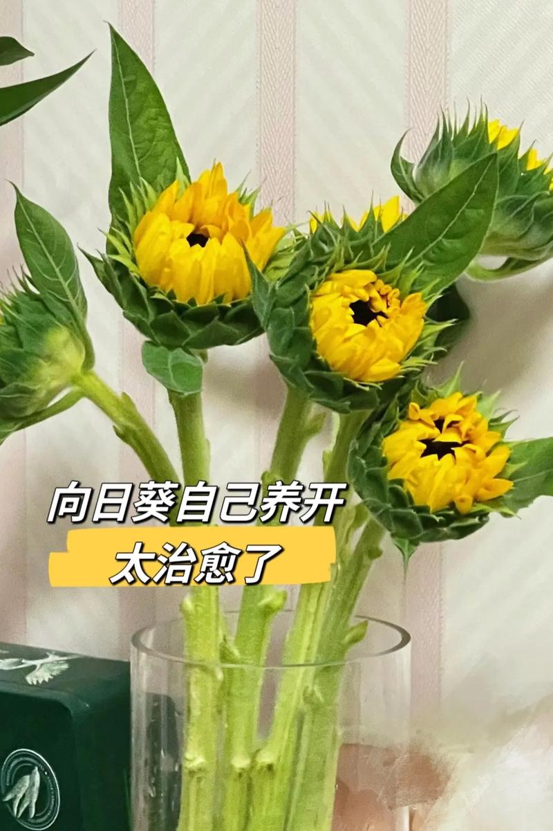 向日葵秋天怎么养，秋季观赏向日葵种植时间和方法