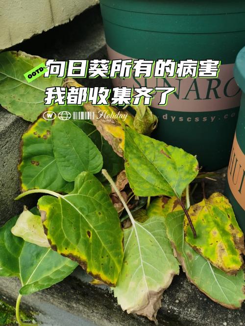 向日葵秋天怎么养，秋季观赏向日葵种植时间和方法-第2张图片-优品飞百科
