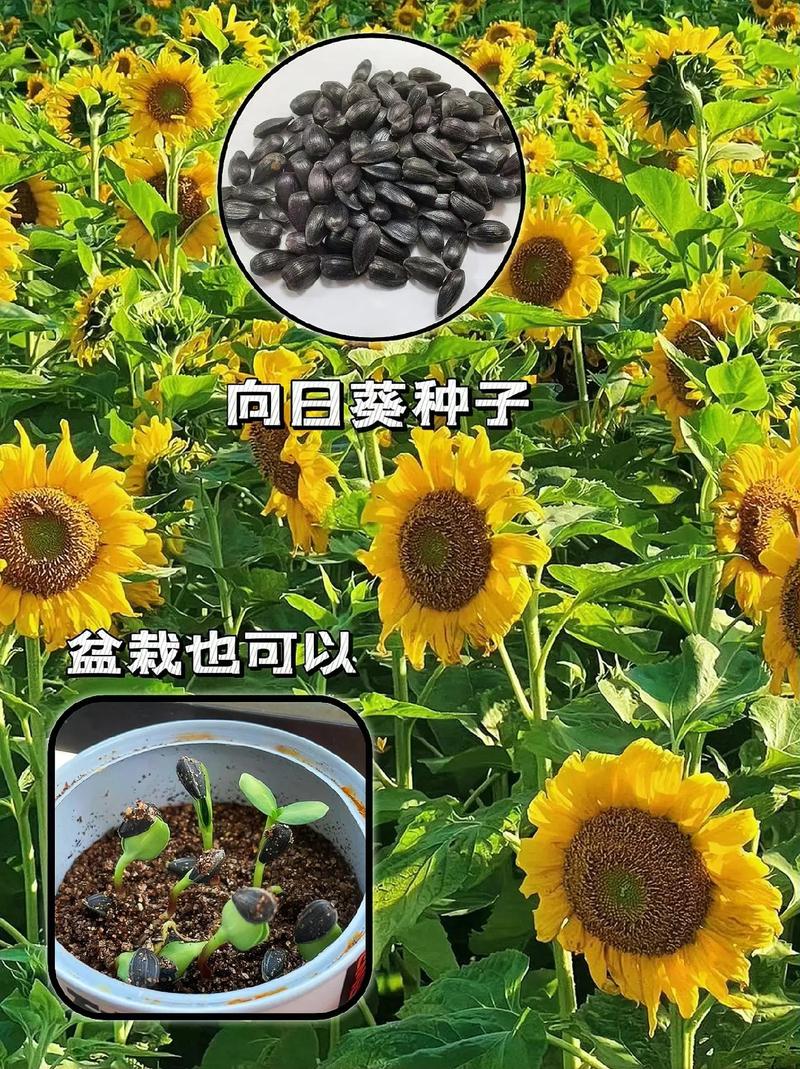 向日葵秋天怎么养，秋季观赏向日葵种植时间和方法-第4张图片-优品飞百科