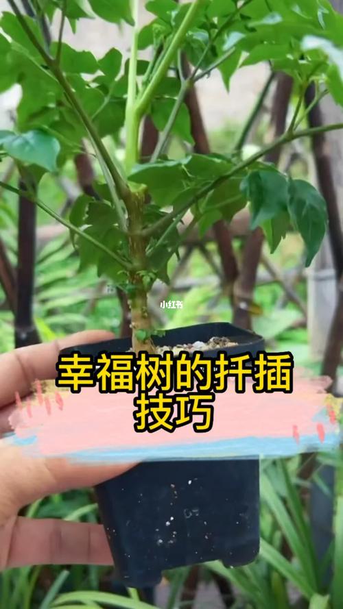 幸福树怎么繁殖，幸福树怎么繁殖扦插-第2张图片-优品飞百科