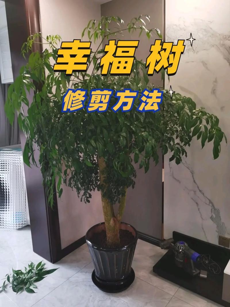 幸福树怎么繁殖，幸福树怎么繁殖扦插-第3张图片-优品飞百科