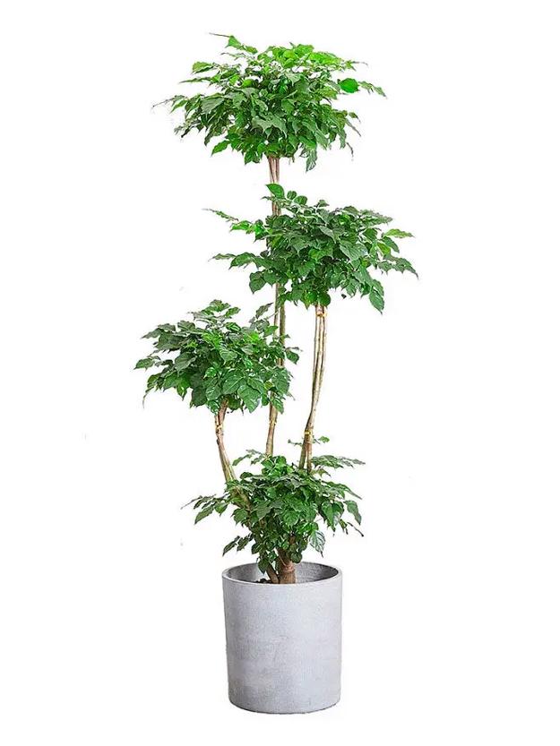 幸福树怎么繁殖，幸福树怎么繁殖扦插-第4张图片-优品飞百科