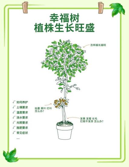幸福树怎么繁殖，幸福树怎么繁殖扦插-第6张图片-优品飞百科