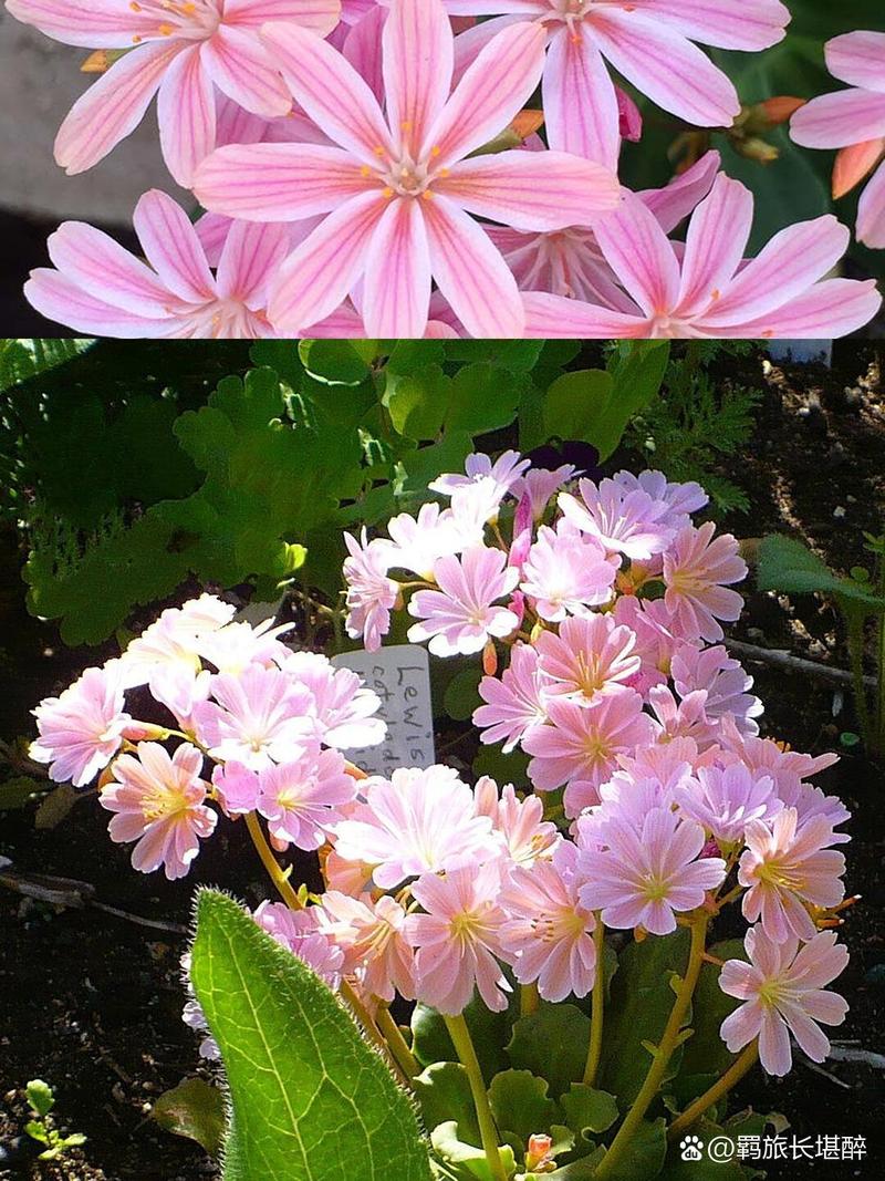 露薇花冬天怎么养，露薇花夏天怎么养