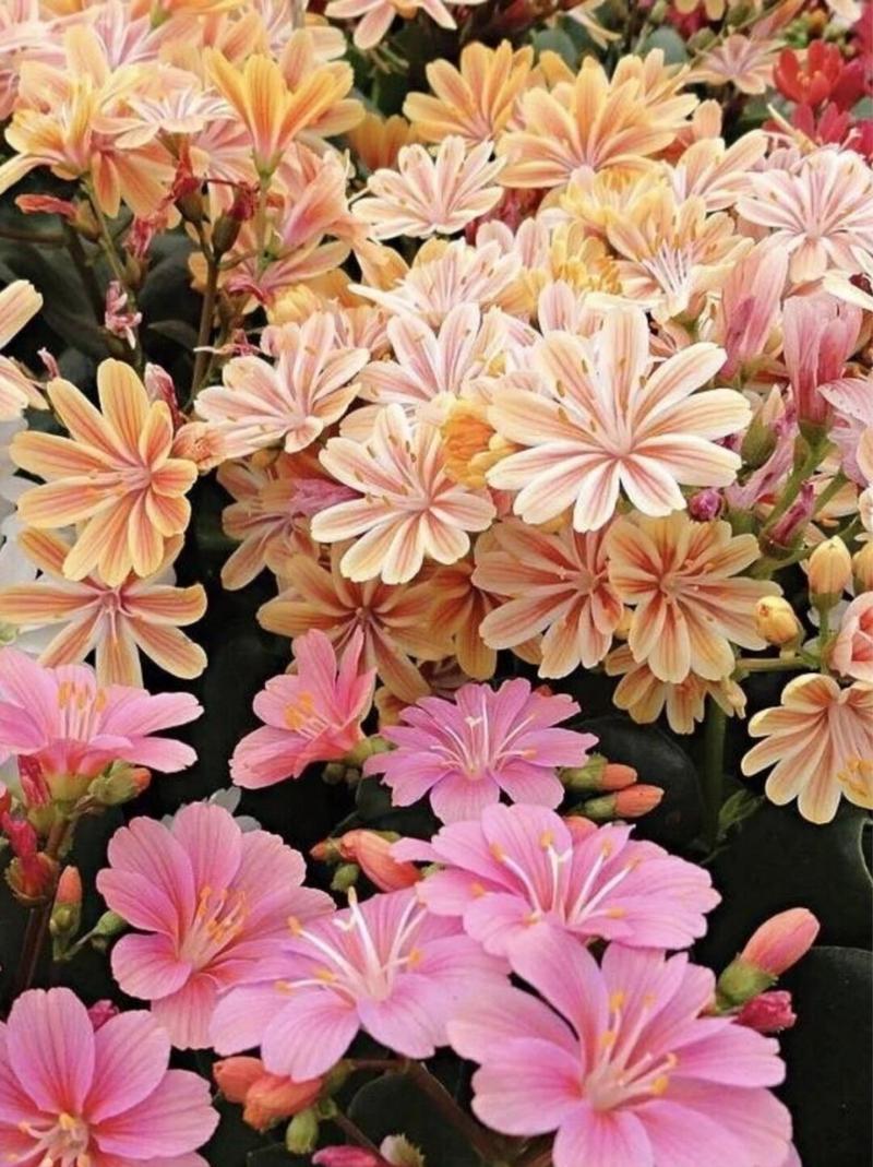 露薇花冬天怎么养，露薇花夏天怎么养-第2张图片-优品飞百科