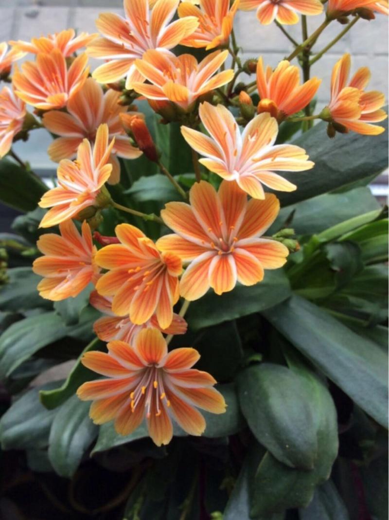 露薇花冬天怎么养，露薇花夏天怎么养-第3张图片-优品飞百科