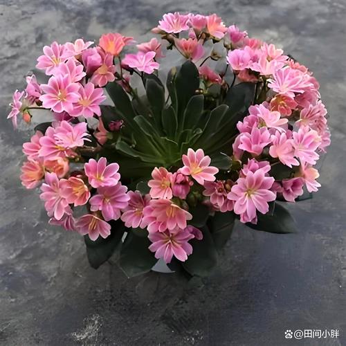 露薇花冬天怎么养，露薇花夏天怎么养-第4张图片-优品飞百科