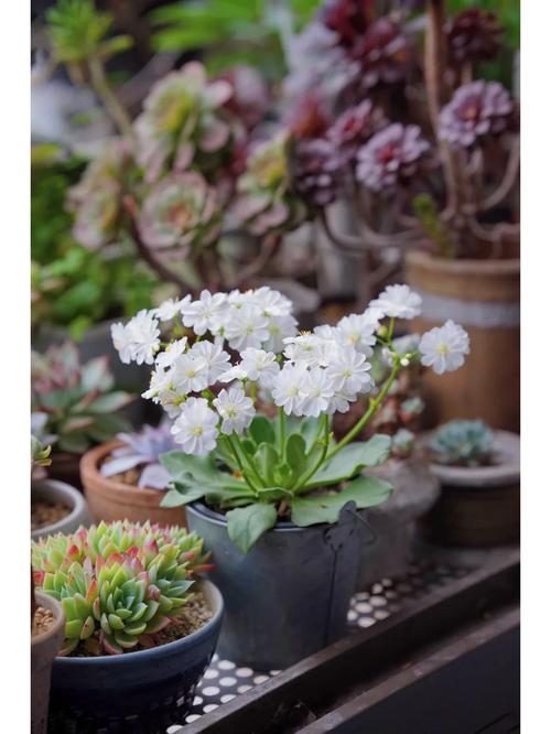 露薇花冬天怎么养，露薇花夏天怎么养-第5张图片-优品飞百科