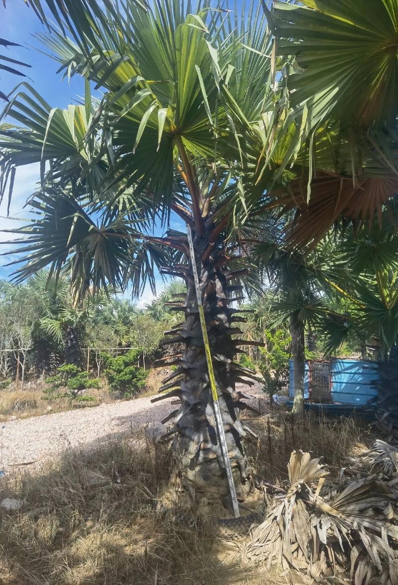 棕榈树怎么种植？棕榈树的种植技术？